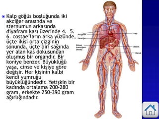  Kalp göğüs boşluğunda iki
akciğer arasında ve
sternumun arkasında
diyafram kası üzerinde 4. 5.
6. costae’ların arka yüzünde,
üçte ikisi orta çizginin
sonunda, üçte biri sağında
yer alan kas dokusundan
oluşmuş bir organdır. Bir
koniye benzer. Büyüklüğü
yaşa, cinse ve kişiye göre
değişir. Her kişinin kalbi
kendi yumruğu
büyüklüğündedir. Yetişkin bir
kadında ortalama 200-280
gram, erkekte 250-390 gram
ağırlığındadır.
 