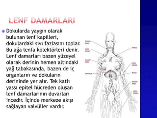  Dokularda yaygın olarak
bulunan lenf kapilleri,
dokulardaki sıvı fazlasını toplar.
Bu ağa lenfa kolektörleri denir.
Lenf damarları bazen yüzeyel
olarak derinin hemen altındaki
yağ tabakasında, bazen de iç
organların ve dokuların
derininde yer alır. Tek katlı
yassı epitel hücreden oluşan
lenf damarlarının duvarları
incedir. İçinde merkeze akışı
sağlayan valvüller vardır.
 