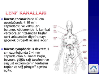  Ductus throracicus: 40 cm
uzunluğunda 4,10 mm
çapındadır. Ve valvülleri
bulunur. Abdomende 1. Lumbal
vertebralar hizasından başlar.
Aort arkasından diyaframayı
geçerek pirogoff açısına açılır.
 Ductus iymphaticus dexter: 1
cm uzunluğunda 3-4 mm
çapında olan bu kanal başın,
boynun, göğüs sağ tarafının ve
sağ üst extremitenin lenfasını
toplar ve sağ pirogoff açısına
açılır.
 