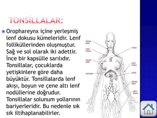  Orophareynx içine yerleşmiş
lenf dokusu kümeleridir. Lenf
folliküllerinden oluşmuştur.
Sağ ve sol olarak iki adettir.
İnce bir kapsülle sarılıdır.
Tonsillalar, çocuklarda
yetişkinlere göre daha
büyüktür. Tonsillalarda lenf
akışı, boyun ve çene altı lenf
nodüllerine doğrudur.
Tonsillalar solunum yollarının
bariyerleridir. Bu nedenle sık
sık iltihaplanabilirler.
 