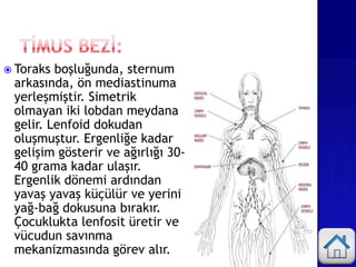  Toraks boşluğunda, sternum
arkasında, ön mediastinuma
yerleşmiştir. Simetrik
olmayan iki lobdan meydana
gelir. Lenfoid dokudan
oluşmuştur. Ergenliğe kadar
gelişim gösterir ve ağırlığı 30-
40 grama kadar ulaşır.
Ergenlik dönemi ardından
yavaş yavaş küçülür ve yerini
yağ-bağ dokusuna bırakır.
Çocuklukta lenfosit üretir ve
vücudun savınma
mekanizmasında görev alır.
 