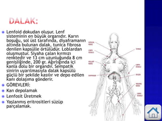  Lenfoid dokudan oluşur. Lenf
sisteminin en büyük organıdır. Karın
boşuğu, sol üst tarafında, diyaframanın
altında bulunan dalak, tunica fibrosa
denilen kapsülle örtülüdür. Loblardan
oluşmuştur. Siyaha çalan kırmızı
renktedir ve 13 cm uzunluğunda 8 cm
genişliğinde, 200 gr. Ağırlığında içi
kanla dolu bir organdır. Sempatik
sinirin uyarılmasıyla dalak kapsülü
güçlü bir şekilde kasılır ve depo edilen
kanı dolaşıma gönderir.
 GÖREVLERİ:
 Kan depolamak
 Lenfosit Üretmek
 Yaşlanmış eritrositleri süzüp
parçalamak.
 
