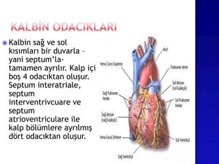  Kalbin sağ ve sol
kısımları bir duvarla –
yani septum’la-
tamamen ayrılır. Kalp içi
boş 4 odacıktan oluşur.
Septum interatriale,
septum
interventrivcuare ve
septum
atrioventriculare ile
kalp bölümlere ayrılmış
dört odacıktan oluşur.
 