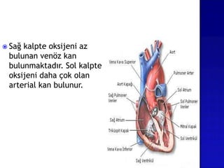  Sağ kalpte oksijeni az
bulunan venöz kan
bulunmaktadır. Sol kalpte
oksijeni daha çok olan
arterial kan bulunur.
 
