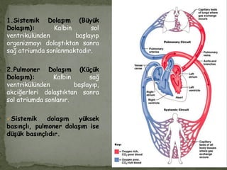 1.Sistemik Dolaşım (Büyük
Dolaşım): Kalbin sol
ventrikülünden başlayıp
organizmayı dolaştıktan sonra
sağ atriumda sonlanmaktadır.
2.Pulmoner Dolaşım (Küçük
Dolaşım): Kalbin sağ
ventrikülünden başlayıp,
akciğerleri dolaştıktan sonra
sol atriumda sonlanır.
Sistemik dolaşım yüksek
basınçlı, pulmoner dolaşım ise
düşük basınçlıdır.
 