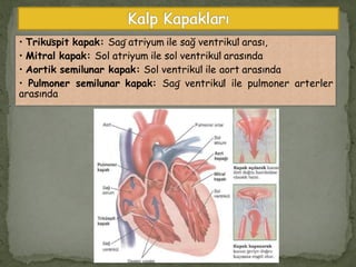 • Triküspit kapak: Sağ atriyum ile sağ ventrikül arası,
• Mitral kapak: Sol atriyum ile sol ventrikül arasında
• Aortik semilunar kapak: Sol ventrikül ile aort arasında
• Pulmoner semilunar kapak: Sağ ventrikül ile pulmoner arterler
arasında
 