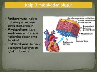 Perikardiyum: Kalbin
dış yüzeyini kaplayan
seröz membrandır.
 Miyokardiyum: Kalp
kasılmasından sorumlu
kaslardan oluşan orta
tabakadır.
 Endokardiyum: Kalbin iç
boşluğunu kaplayan en
içteki tabakadır.
 