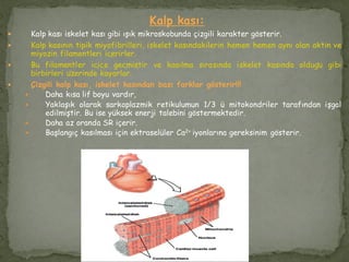 Kalp kası:
 Kalp kası iskelet kası gibi ışık mikroskobunda çizgili karakter gösterir.
 Kalp kasının tipik miyofibrilleri, iskelet kasındakilerin hemen hemen aynı olan aktin ve
miyozin filamentleri içerirler.
 Bu filamentler içiçe geçmiştir ve kasılma sırasında iskelet kasında olduğu gibi
birbirleri üzerinde kayarlar.
 Çizgili kalp kası, iskelet kasından bazı farklar gösterir!!!
 Daha kısa lif boyu vardır,
 Yaklaşık olarak sarkoplazmik retikulumun 1/3 ü mitokondriler tarafından işgal
edilmiştir. Bu ise yüksek enerji talebini göstermektedir.
 Daha az oranda SR içerir.
 Başlangıç kasılması için ektraselüler Ca2+ iyonlarına gereksinim gösterir.
 