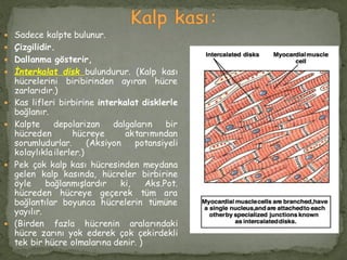  Sadece kalpte bulunur.
 Çizgilidir.
 Dallanma gösterir,
 İnterkalat disk bulundurur. (Kalp kası
hücrelerini biribirinden ayıran hücre
zarlarıdır.)
 Kas lifleri birbirine interkalat disklerle
bağlanır.
 Kalpte depolarizan dalgaların bir
hücreden hücreye aktarımından
sorumludurlar. (Aksiyon potansiyeli
kolaylıkla ilerler.)
 Pek çok kalp kası hücresinden meydana
gelen kalp kasında, hücreler birbirine
öyle bağlanmışlardır ki, Aks.Pot.
hücreden hücreye geçerek tüm ara
bağlantılar boyunca hücrelerin tümüne
yayılır.
 (Birden fazla hücrenin aralarındaki
hücre zarını yok ederek çok çekirdekli
tek bir hücre olmalarına denir. )
 