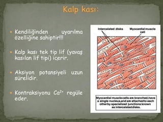  Kendiliğinden uyarılma
özelliğine sahiptir!!!
 Kalp kası tek tip lif (yavaş
kasılan lif tipi) içerir.
 Aksiyon potansiyeli uzun
sürelidir.
 Kontraksiyonu Ca2+ regüle
eder.
 