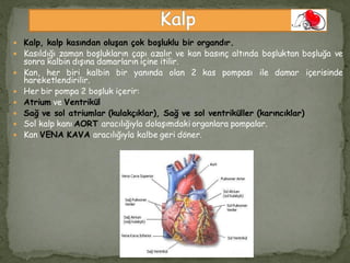  Kalp, kalp kasından oluşan çok boşluklu bir organdır.
 Kasıldığı zaman boşlukların çapı azalır ve kan basınç altında boşluktan boşluğa ve
sonra kalbin dışına damarların içine itilir.
 Kan, her biri kalbin bir yanında olan 2 kas pompası ile damar içerisinde
hareketlendirilir.
 Her bir pompa 2 boşluk içerir:
 Atrium ve Ventrikül
 Sağ ve sol atriumlar (kulakçıklar), Sağ ve sol ventriküller (karıncıklar)
 Sol kalp kanı AORT aracılığıyla dolaşımdaki organlara pompalar.
 Kan VENA KAVA aracılığıyla kalbe geri döner.
 