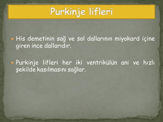  His demetinin sağ ve sol dallarının miyokard içine
giren ince dallarıdır.
 Purkinje lifleri her iki ventrikülün ani ve hızlı
şekilde kasılmasını sağlar.
 
