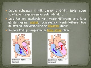  Kalbin çalışması ritmik olarak birbirini takip eden
kasılmalar ve gevşemeler şeklinde olur.
 Kalp kasının kasılarak kanı ventriküllerden arterlere
göndermesine sistol, gevşeyerek ventriküllere kan
dolmasına izin vermesine de diyastol denir.
 Bir kez kasılıp gevşemesine kalp atımı denir.
 