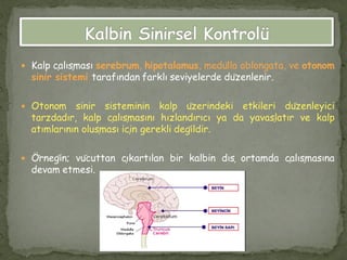  Kalp çalışması serebrum, hipotalamus, medülla oblongata, ve otonom
sinir sistemi tarafından farklı seviyelerde düzenlenir.
 Otonom sinir sisteminin kalp üzerindeki etkileri düzenleyici
tarzdadır, kalp çalışmasını hızlandırıcı ya da yavaşlatır ve kalp
atımlarının oluşması için gerekli değildir.
 Ö̈rneğin; vücuttan çıkartılan bir kalbin dış ortamda çalışmasına
devam etmesi.
 