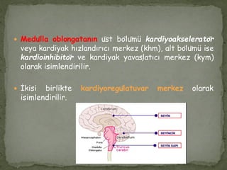  Medülla oblongatanın üst bölümü kardiyoakseleratör
veya kardiyak hızlandırıcı merkez (khm), alt bölümü ise
kardioinhibitör ve kardiyak yavaşlatıcı merkez (kym)
olarak isimlendirilir.
 İkisi birlikte kardiyoregülatuvar merkez olarak
isimlendirilir.
 