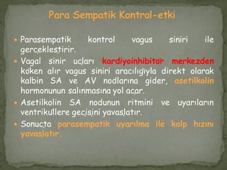 Parasempatik kontrol vagus siniri ile
gerçekleştirir.
 Vagal sinir uçları kardiyoinhibitör merkezden
köken alır vagus siniri aracılığıyla direkt olarak
kalbin SA ve AV nodlarına gider, asetilkolin
hormonunun salınmasına yol açar.
 Asetilkolin SA nodunun ritmini ve uyarıların
ventriküllere geçişini yavaşlatır.
 Sonuçta parasempatik uyarılma ile kalp hızını
yavaşlatır.
 