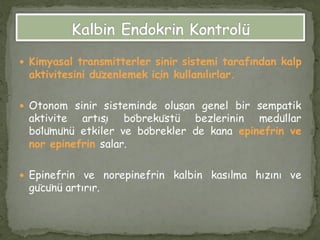  Kimyasal transmitterler sinir sistemi tarafından kalp
aktivitesini düzenlemek için kullanılırlar.
 Otonom sinir sisteminde oluşan genel bir sempatik
aktivite artışı böbreküstü bezlerinin medüllar
bölümünü etkiler ve böbrekler de kana epinefrin ve
nor epinefrin salar.
 Epinefrin ve norepinefrin kalbin kasılma hızını ve
gücünü artırır.
 