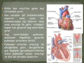  Kalbe kan vücuttan gelen sağ
atriumdan girer.
 Kan vücudun üst bölümlerinden
superior vena cava, alt
bölümlerinden ise inferior vena
cava aracılığı ile gelir, triküspit
kapak tan geçerek sağ ventriküle
girer.
 Sağ ventrikülden pulmoner
semilunar kapaktan geçerek
pulmoner arterlere iletilir.
 Pulmoner arterler aracılığı ile
akciğerlere gelir, akciğerlerde
gaz değişimi gerçekleştirildikten
sonra pulmoner venler aracılığı
ile kan sol atriuma ulaştırılır.
 