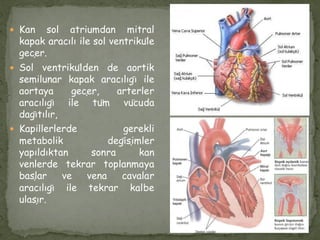  Kan sol atriumdan mitral
kapak aracılı ile sol ventriküle
geçer.
 Sol ventrikülden de aortik
semilunar kapak aracılığı ile
aortaya geçer, arterler
aracılığı ile tüm vücuda
dağıtılır,
 Kapillerlerde gerekli
metabolik değişimler
yapıldıktan sonra kan
venlerde tekrar toplanmaya
başlar ve vena cavalar
aracılığı ile tekrar kalbe
ulaşır.
 