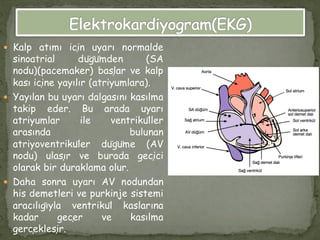  Kalp atımı için uyarı normalde
sinoatrial düğümden (SA
nodu)(pacemaker) başlar ve kalp
kası içine yayılır (atriyumlara).
 Yayılan bu uyarı dalgasını kasılma
takip eder. Bu arada uyarı
atriyumlar ile ventriküller
arasında bulunan
atriyoventriküler düğüme (AV
nodu) ulaşır ve burada geçici
olarak bir duraklama olur.
 Daha sonra uyarı AV nodundan
his demetleri ve purkinje sistemi
aracılığıyla ventrikül kaslarına
kadar geçer ve kasılma
gerçekleşir.
 