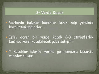  Venlerde bulunan kapaklar kanın kalp yönünde
hareketini sağlarlar.
 İşlev gören bir venöz kapak 2-3 atmosferlik
basınca karşı koyabilecek güce sahiptir.
 * Kapaklar işlevini yerine getiremezse bacakta
varisler oluşur.
 