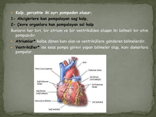  Kalp, gerçekte iki ayrı pompadan oluşur;
1- Akciğerlere kan pompalayan sağ kalp,
2- Çevre organlara kan pompalayan sol kalp
Bunların her biri, bir atrium ve bir ventrikülden oluşan iki bölmeli bir atım
pompasıdır.
 Atriumlar* kalbe dönen kanı alan ve ventriküllere gönderen bölmelerdir.
 Ventriküller* ise esas pompa görevi yapan bölmeler olup, kanı damarlara
pompalar.
 