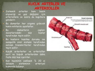 Sistemik arterler kanı besin
alışverişi ve gaz değişimi için
arteriollere ve sonra da kapillere
gönderir.
 Bu damarlar her organa gidecek
kanın miktarını ayarlarlar.
 Bu damarların çapları
duvarlarındaki düz kaslar
tarafından tayin edilir.
 Bu kasların kasılma durumu ise
sempatik sinir sistemi tarafından
salınan transmitterler tarafından
tayin edilir.
 Küçük arterlerler ve arterioller
aort ve büyük arterlerden daha
fazla düz kas içerirler.
 Kan hacminin yaklaşık % 20 si
dolaşım sisteminin arteriyel
kısmında bulunur.
 