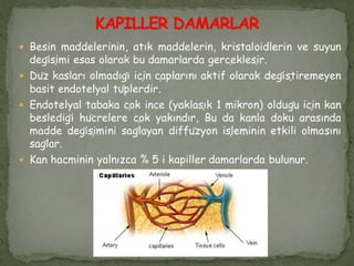  Besin maddelerinin, atık maddelerin, kristaloidlerin ve suyun
değişimi esas olarak bu damarlarda gerçekleşir.
 Düz kasları olmadığı için çaplarını aktif olarak değiştiremeyen
basit endotelyal tüplerdir.
 Endotelyal tabaka çok ince (yaklaşık 1 mikron) olduğu için kan
beslediği hücrelere çok yakındır, Bu da kanla doku arasında
madde değişimini sağlayan diffüzyon işleminin etkili olmasını
sağlar.
 Kan hacminin yalnızca % 5 i kapiller damarlarda bulunur.
 