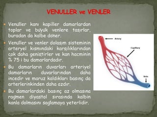  Venüller kanı kapiller damarlardan
toplar ve büyük venlere taşırlar,
buradan da kalbe döner.
 Venüller ve venler dolaşım sisteminin
arteryel kısmındaki karşılıklarından
çok daha geniştirler ve kan hacminin
% 75 i bu damarlardadır.
 Bu damarların duvarları arteriyel
damarların duvarlarından daha
incedir ve maruz kaldıkları basınç da
arterlerinkinden daha azdır.
 Bu damarlardaki basınç az olmasına
rağmen diyastol sırasında kalbin
kanla dolmasını sağlamaya yeterlidir.
 