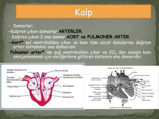  Damarlar;
–Kalpten çıkan damarlar ARTERLER,
- Kalpten çıkan 2 ana damar AORT ve PULMONER ARTER
-Aort* sol ventrikülden çıkar ve kanı tüm vücut dokularına dağıtan
arter sisteminin ana damarıdır.
-Pulmoner arter* ise sağ ventrikülden çıkar ve CO2 den zengin kanı
oksijenlenmesi için akciğerlere götüren sistemin ana damarıdır.
 