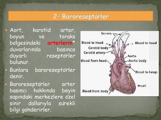 Aort, karotid arter,
boyun ve toraks
bölgesindeki arterlerin*
duvarlarında basınca
duyarlı reseptörler
bulunur.
 Bunlara baroreseptörler
denir.
 Baroreseptörler arter
basıncı hakkında beyin
sapındaki merkezlere özel
sinir dallarıyla sürekli
bilgi gönderirler.
 