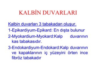 KALBİN DUVARLARI
Kalbin duvarları 3 tabakadan oluşur.
1-Epikardiyum-Epikard: En dışta bulunur
2-Myokardium-Myokard:Kalp       duvarının
  kas tabakasıdır.
3-Endokardiyum-Endokard:Kalp duvarının
  ve kapaklarının iç yüzeyini örten ince
  fibröz tabakadır
 