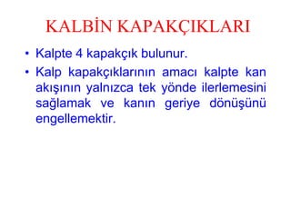 KALBİN KAPAKÇIKLARI
• Kalpte 4 kapakçık bulunur.
• Kalp kapakçıklarının amacı kalpte kan
  akışının yalnızca tek yönde ilerlemesini
  sağlamak ve kanın geriye dönüşünü
  engellemektir.
 