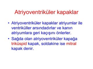 Atriyoventriküler kapaklar
• Atriyoventriküler kapaklar atriyumlar ile
  ventriküller arsındadırlar ve kanın
  atriyumlara geri kaçışını önlerler.
• Sağda olan atriyoventriküler kapağa
  triküspid kapak, soldakine ise mitral
  kapak denir.
 