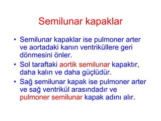 Semilunar kapaklar
• Semilunar kapaklar ise pulmoner arter
  ve aortadaki kanın ventriküllere geri
  dönmesini önler.
• Sol taraftaki aortik semilunar kapaktır,
  daha kalın ve daha güçlüdür.
• Sağ semilunar kapak ise pulmoner arter
  ve sağ ventrikül arasındadır ve
  pulmoner semilunar kapak adını alır.
 
