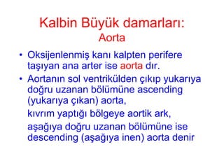 Kalbin Büyük damarları:
                  Aorta
• Oksijenlenmiş kanı kalpten perifere
  taşıyan ana arter ise aorta dır.
• Aortanın sol ventrikülden çıkıp yukarıya
  doğru uzanan bölümüne ascending
  (yukarıya çıkan) aorta,
  kıvrım yaptığı bölgeye aortik ark,
  aşağıya doğru uzanan bölümüne ise
  descending (aşağıya inen) aorta denir
 