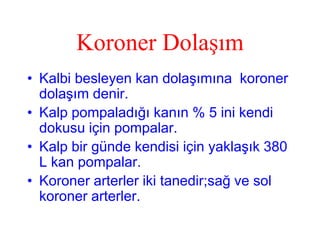 Koroner Dolaşım
• Kalbi besleyen kan dolaşımına koroner
  dolaşım denir.
• Kalp pompaladığı kanın % 5 ini kendi
  dokusu için pompalar.
• Kalp bir günde kendisi için yaklaşık 380
  L kan pompalar.
• Koroner arterler iki tanedir;sağ ve sol
  koroner arterler.
 