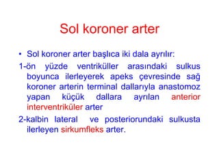 Sol koroner arter
• Sol koroner arter başlıca iki dala ayrılır:
1-ön yüzde ventriküller arasındaki sulkus
  boyunca ilerleyerek apeks çevresinde sağ
  koroner arterin terminal dallarıyla anastomoz
  yapan küçük dallara ayrılan anterior
  interventriküler arter
2-kalbin lateral ve posteriorundaki sulkusta
  ilerleyen sirkumfleks arter.
 