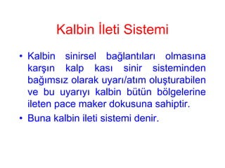 Kalbin İleti Sistemi
• Kalbin sinirsel bağlantıları olmasına
  karşın kalp kası sinir sisteminden
  bağımsız olarak uyarı/atım oluşturabilen
  ve bu uyarıyı kalbin bütün bölgelerine
  ileten pace maker dokusuna sahiptir.
• Buna kalbin ileti sistemi denir.
 