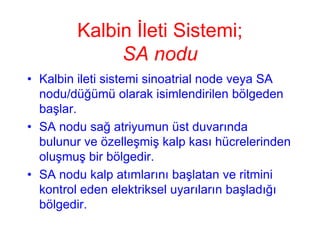 Kalbin İleti Sistemi;
             SA nodu
• Kalbin ileti sistemi sinoatrial node veya SA
  nodu/düğümü olarak isimlendirilen bölgeden
  başlar.
• SA nodu sağ atriyumun üst duvarında
  bulunur ve özelleşmiş kalp kası hücrelerinden
  oluşmuş bir bölgedir.
• SA nodu kalp atımlarını başlatan ve ritmini
  kontrol eden elektriksel uyarıların başladığı
  bölgedir.
 