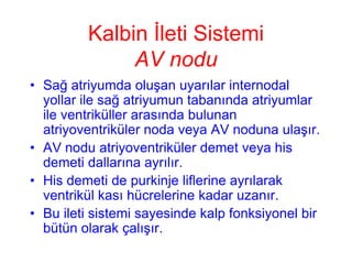 Kalbin İleti Sistemi
              AV nodu
• Sağ atriyumda oluşan uyarılar internodal
  yollar ile sağ atriyumun tabanında atriyumlar
  ile ventriküller arasında bulunan
  atriyoventriküler noda veya AV noduna ulaşır.
• AV nodu atriyoventriküler demet veya his
  demeti dallarına ayrılır.
• His demeti de purkinje liflerine ayrılarak
  ventrikül kası hücrelerine kadar uzanır.
• Bu ileti sistemi sayesinde kalp fonksiyonel bir
  bütün olarak çalışır.
 