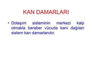 KAN DAMARLARI
• Dolaşım sisteminin merkezi kalp
  olmakla beraber vücuda kanı dağıtan
  sistem kan damarlarıdır.
 