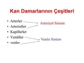 Kan Damarlarının Çeşitleri
•   Arterler
                  Arteriyel Sistem
•   Arterioller
•   Kapillerler
•   Venüller
                  Venöz Sistem
•   venler
 