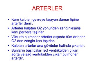 ARTERLER
• Kanı kalpten çevreye taşıyan damar tipine
  arterler denir.
• Arterler kalpten O2 yönünden zenginleşmiş
  kanı perifere taşırlar
• Vücutta pulmoner arterler dışında tüm arterler
  O2 den zengin kan taşırlar.
• Kalpten arterler ana gövdeler halinde çıkarlar.
• Bunların başlıcaları sol ventrikülden çıkan
  aorta ve sağ ventrikülden çıkan pulmoner
  arterdir.
 