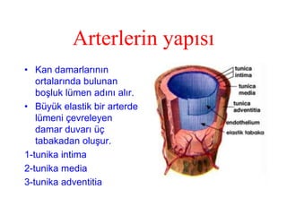 Arterlerin yapısı
• Kan damarlarının
   ortalarında bulunan
   boşluk lümen adını alır.
• Büyük elastik bir arterde
   lümeni çevreleyen
   damar duvarı üç
   tabakadan oluşur.
1-tunika intima
2-tunika media
3-tunika adventitia
 