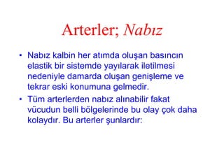 Arterler; Nabız
• Nabız kalbin her atımda oluşan basıncın
  elastik bir sistemde yayılarak iletilmesi
  nedeniyle damarda oluşan genişleme ve
  tekrar eski konumuna gelmedir.
• Tüm arterlerden nabız alınabilir fakat
  vücudun belli bölgelerinde bu olay çok daha
  kolaydır. Bu arterler şunlardır:
 
