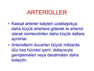 ARTERİOLLER
• Kassal arterler kalpten uzaklaştıkça
  daha küçük arterlere giderek te arteriol
  olarak isimlendirilen daha küçük dallara
  ayrılırlar.
• Arteriollerin duvarları büyük miktarda
  düz kas hücresi içerir, dolayısıyla
  genişlemeleri veya daralmaları daha
  kolaydır.
 