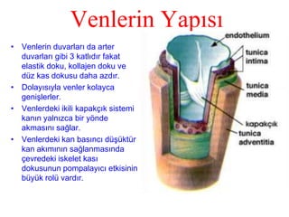 Venlerin Yapısı
• Venlerin duvarları da arter
  duvarları gibi 3 katlıdır fakat
  elastik doku, kollajen doku ve
  düz kas dokusu daha azdır.
• Dolayısıyla venler kolayca
  genişlerler.
• Venlerdeki ikili kapakçık sistemi
  kanın yalnızca bir yönde
  akmasını sağlar.
• Venlerdeki kan basıncı düşüktür
  kan akımının sağlanmasında
  çevredeki iskelet kası
  dokusunun pompalayıcı etkisinin
  büyük rolü vardır.
 