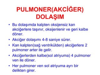PULMONER(AKCİĞER)
        DOLAŞIM
• Bu dolaşımda kalpten oksijensiz kan
  akciğerlere taşınır, oksijenlenir ve geri kalbe
  döner.
• Akciğer dolaşımı 4-8 saniye sürer.
• Kan kalpten(sağ ventrikülden) akciğerlere 2
  pulmoner arter ile gelir.
• Akciğerlerden kalbe(sol atriyuma) 4 pulmoner
  ven ile döner.
• Her pulmoner ven sol atriyuma ayrı bir
  delikten girer.
 