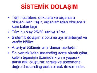 SİSTEMİK DOLAŞIM
• Tüm hücrelere, dokulara ve organlara
  oksijenli kanı taşır, organizmadan oksijensiz
  kanı kalbe taşır.
• Tüm bu olay 25-30 saniye sürer.
• Sistemik dolaşım 2 bölüme ayrılır:arteriyel ve
  venöz bölüm.
• Arteriyel bölümün ana damarı aortadır.
• Sol ventrikülden assending aorta olarak çıkar,
  kalbin tepesinin üzerinde kıvrım yaparak
  aortik arkı oluşturur, toraks ve abdomene
  doğru dessending aorta olarak devam eder.
 